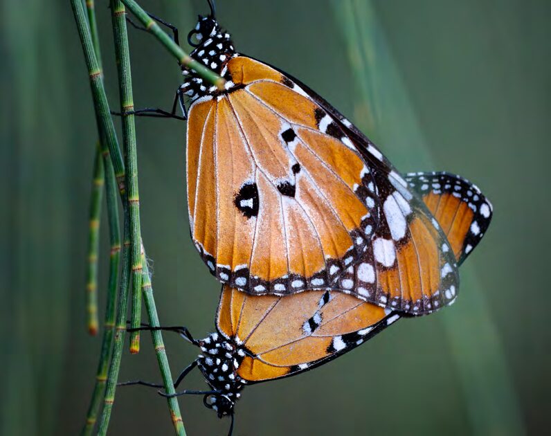 Rich & Resilient Biodiversity
