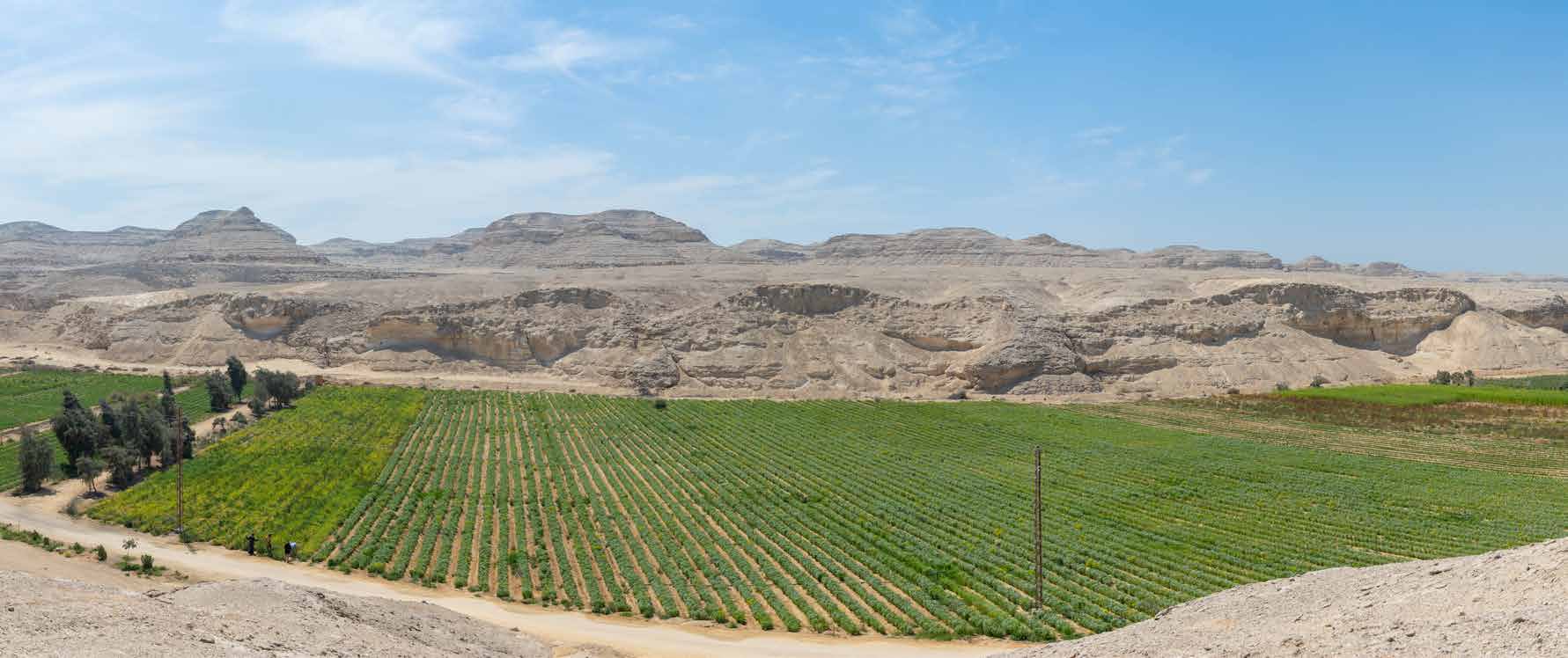 SEKEM farm in the Egyptian desert