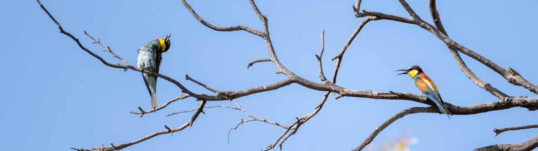 Rich & Resilient Biodiversity