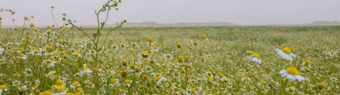 Soil health