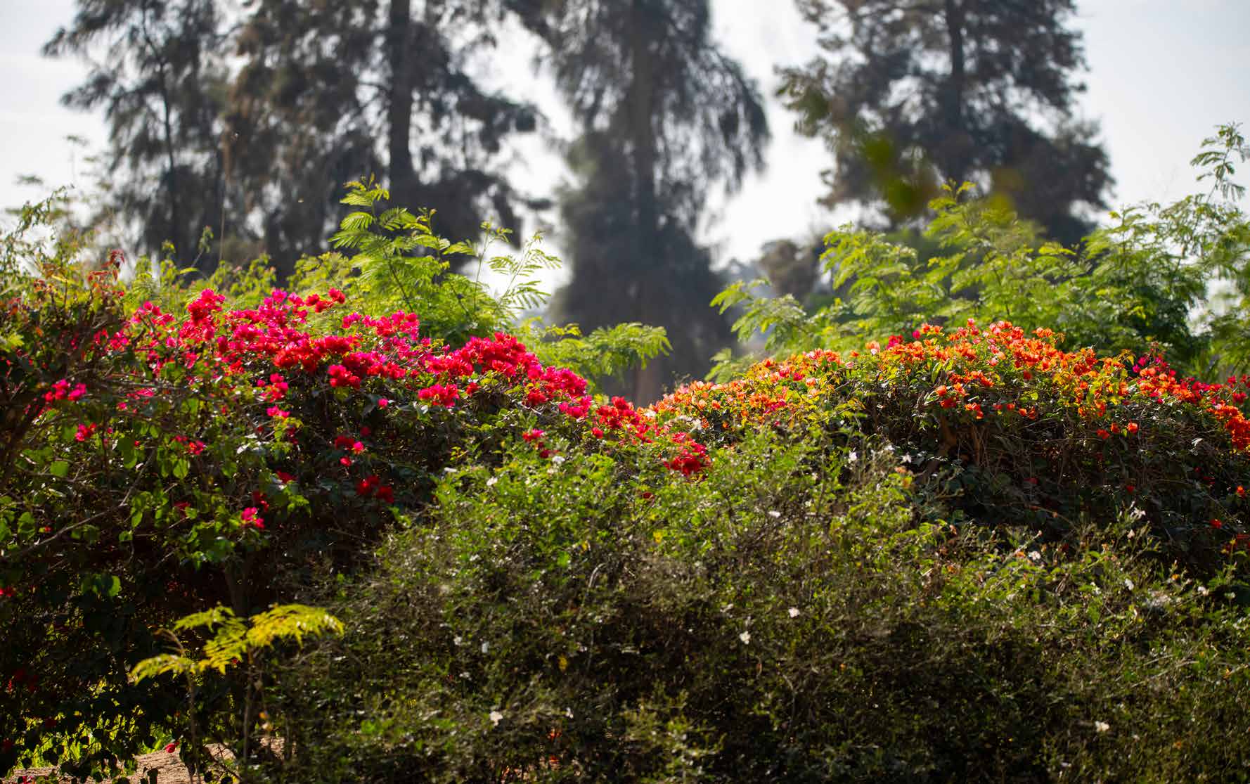 Biodiversity flora at SEKEM